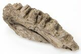 Fossil Fish (Cimolichthys) Jaw Section - Kansas #197683-2